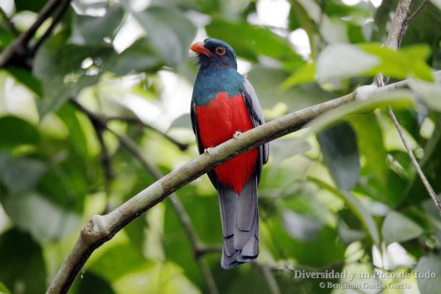 macho de trogon grande